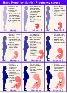 baby-month-by-month